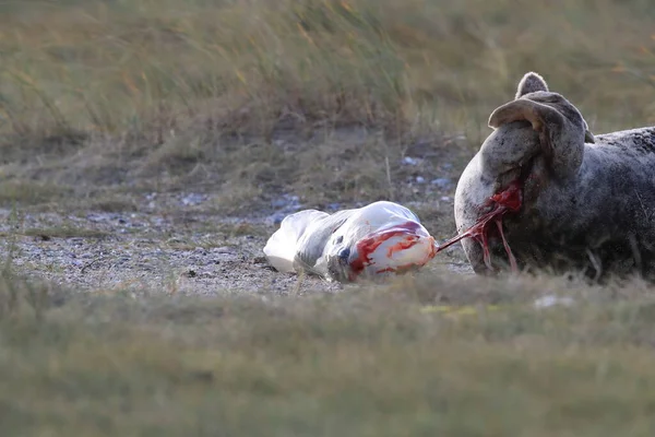 Grey Seal Giving Birth Pup Halichoerus Grypus Природному Середовищі Гельголанд — стокове фото