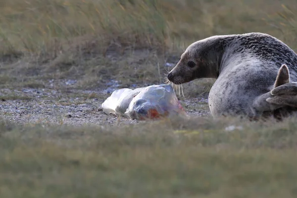 德国黑尔戈兰岛自然栖息地的灰海豹产仔 Halichoerus Grypus — 图库照片