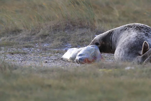 Grey Seal Giving Birth To Pup (Halichoerus grypus) in the natural habitat, Helgoland Germany