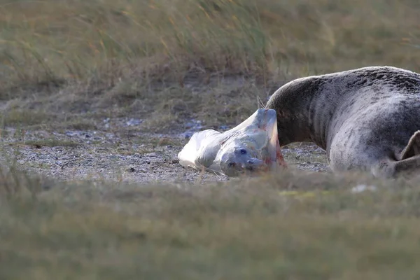 德国黑尔戈兰岛自然栖息地的灰海豹产仔 Halichoerus Grypus — 图库照片