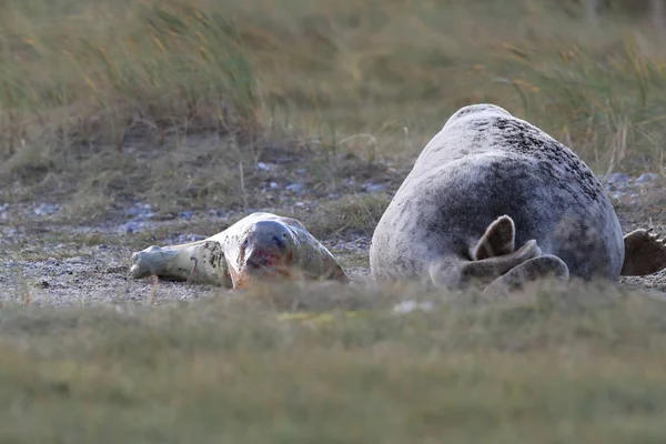 Abu Abu Seal Memberikan Kelahiran Untuk Pup Halichoerus Grypus Habitat — Stok Foto