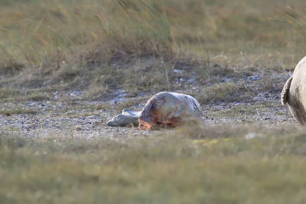 Phoque Gris Donnant Naissance Halichoère Halichoerus Grypus Dans Habitat Naturel — Photo