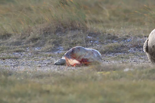 Focă Gri Care Naștere Puiului Halichoerus Grypus Habitatul Natural Helgoland — Fotografie, imagine de stoc