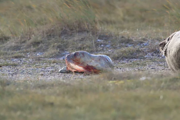 Grey Seal Giving Birth Pup Halichoerus Grypus Natural Habitat Helgoland — Stock Photo, Image