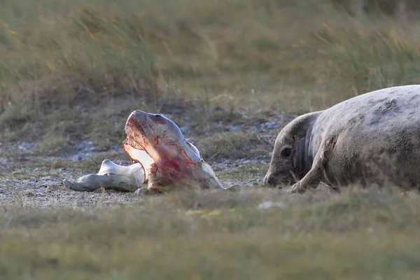 Grey Seal Giving Birth To Pup (Halichoerus grypus) in the natural habitat, Helgoland Germany