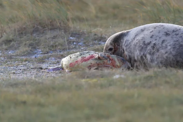 德国黑尔戈兰岛自然栖息地的灰海豹产仔 Halichoerus Grypus — 图库照片
