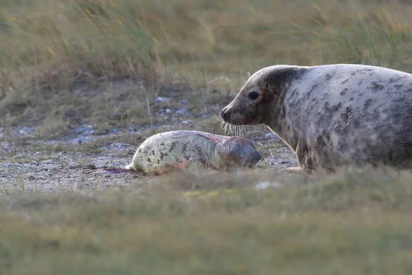 Grey Seal Födelse Till Valpen Halichoerus Grypus Den Naturliga Livsmiljön — Stockfoto