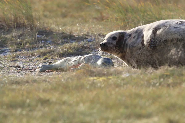 Abu Abu Seal Memberikan Kelahiran Untuk Pup Halichoerus Grypus Habitat — Stok Foto