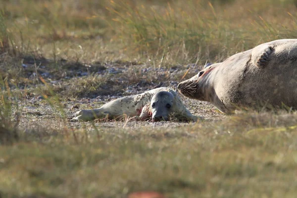 Grey Seal Giving Birth To Pup (Halichoerus grypus) in the natural habitat, Helgoland Germany