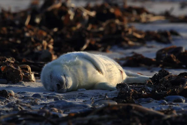 Gray Seal Halichoerus Grypus Pup Natuurlijke Habitat Helgoland Duitsland — Stockfoto