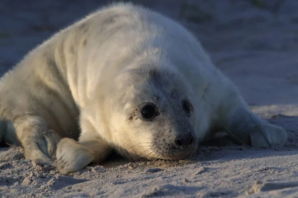 Foca Gris Halichoerus Grypus Pup Hábitat Natural Helgoland Alemania —  Fotos de Stock