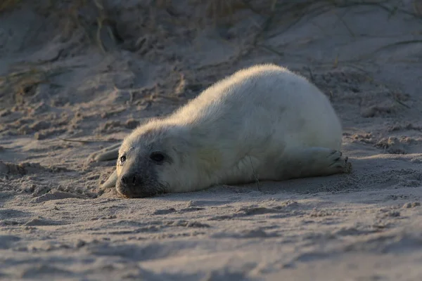 Gray Seal Halichoerus Grypus Pup Natuurlijke Habitat Helgoland Duitsland — Stockfoto