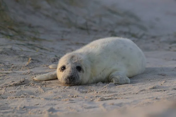 Selo Cinzento Halichoerus Grypus Filhote Cachorro Habitat Natural Helgoland Alemanha — Fotografia de Stock