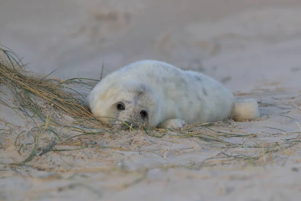 Selo Cinzento Halichoerus Grypus Filhote Cachorro Habitat Natural Helgoland Alemanha — Fotografia de Stock