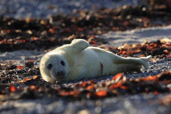 Foca Gris Halichoerus Grypus Pup Hábitat Natural Helgoland Alemania —  Fotos de Stock