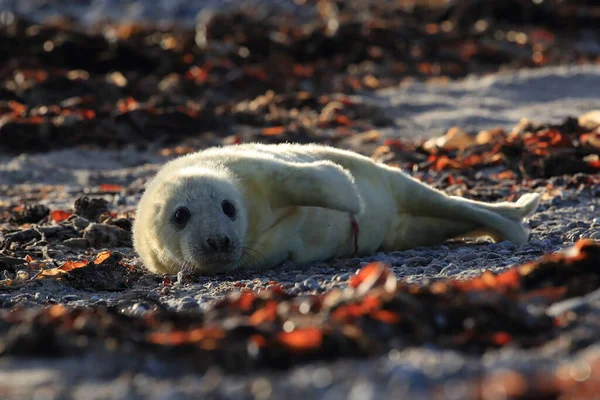 Foca Gris Halichoerus Grypus Pup Hábitat Natural Helgoland Alemania —  Fotos de Stock