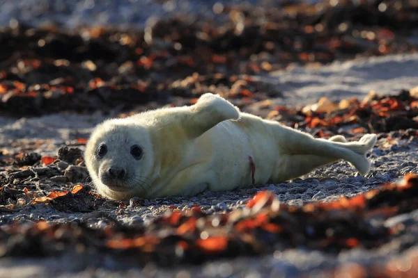 Foca Gris Halichoerus Grypus Pup Hábitat Natural Helgoland Alemania —  Fotos de Stock