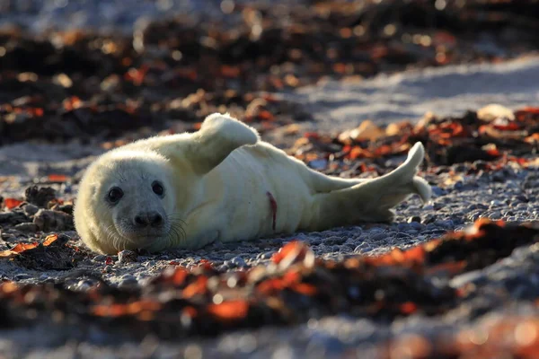 Foca Gris Halichoerus Grypus Pup Hábitat Natural Helgoland Alemania —  Fotos de Stock