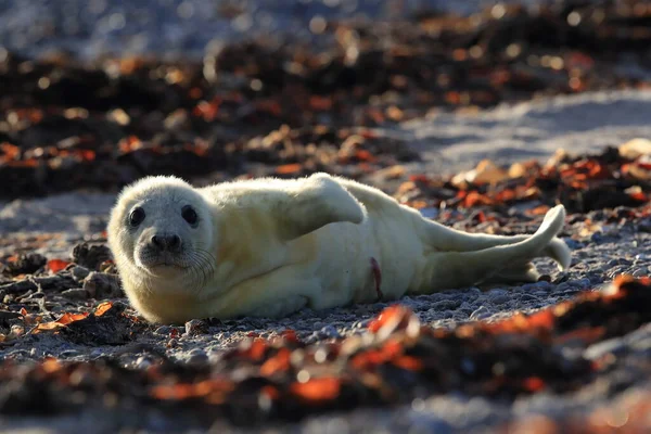 Gray Seal Halichoerus Grypus Pup Στο Φυσικό Περιβάλλον Helgoland Γερμανία — Φωτογραφία Αρχείου