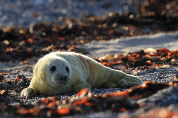 Gray Seal Halichoerus Grypus Pup Natural Habitat Helgoland Germany — Stock fotografie