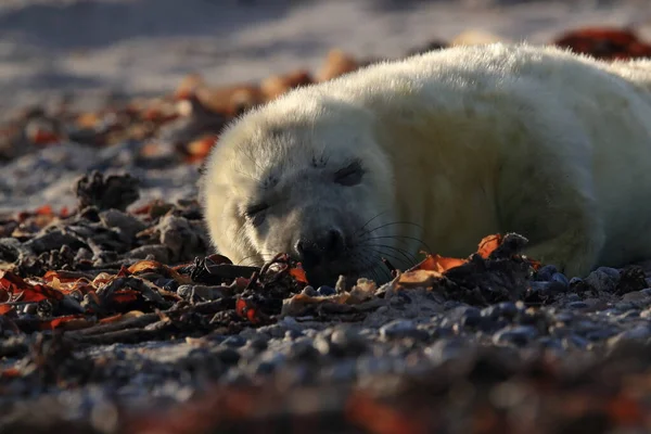 Foca Gris Halichoerus Grypus Pup Hábitat Natural Helgoland Alemania — Foto de Stock