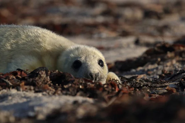 Kegelrobbe Halichoerus Grypus Welpe Natürlichen Lebensraum Helgoland Deutschland — Stockfoto