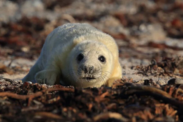 Selo Cinzento Halichoerus Grypus Filhote Cachorro Habitat Natural Helgoland Alemanha — Fotografia de Stock