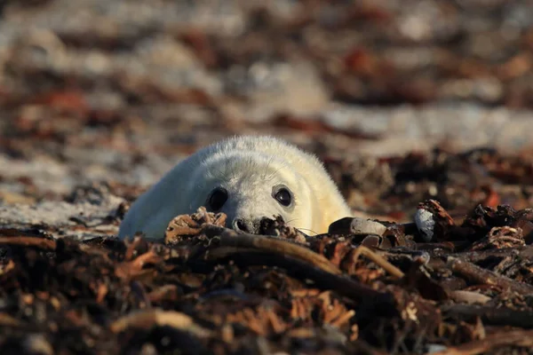 Gray Seal Halichoerus Grypus Pup Natural Habitat Helgoland Germany — Stock fotografie