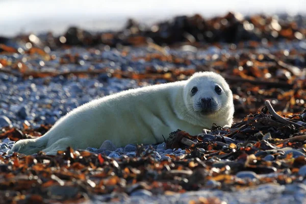 Gray Seal Halichoerus Grypus Pup Natural Habitat Helgoland Germany — Stock Photo, Image