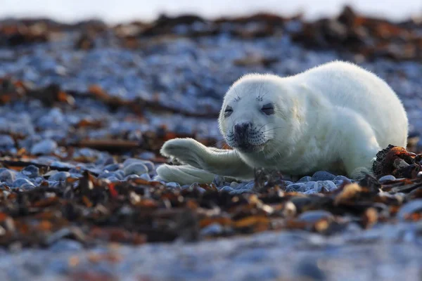 Foca Gris Halichoerus Grypus Pup Hábitat Natural Helgoland Alemania —  Fotos de Stock