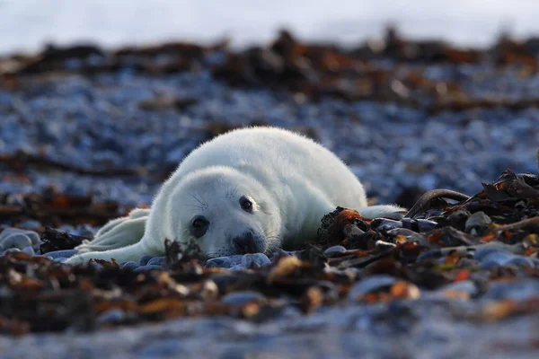 Gray Seal Halichoerus Grypus Pup Természetes Élőhelyen Helgoland Németország — Stock Fotó