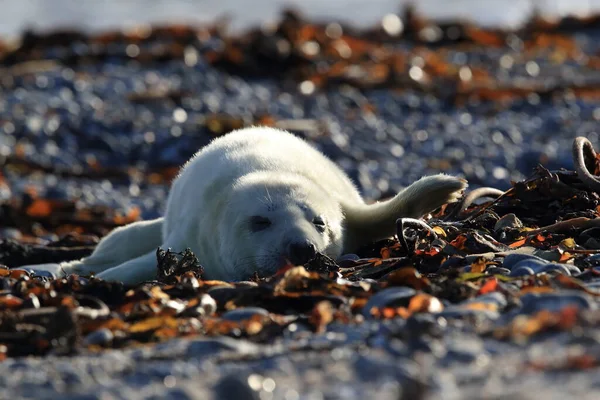 Gray Seal Halichoerus Grypus Pup Natural Habitat Helgoland Germany — Stock fotografie