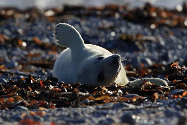 Foca Gris Halichoerus Grypus Pup Hábitat Natural Helgoland Alemania —  Fotos de Stock