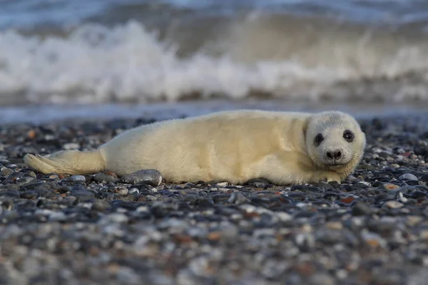 Foca Gris Halichoerus Grypus Pup Hábitat Natural Helgoland Alemania —  Fotos de Stock