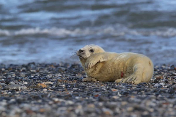 Сіра Печатка Halichoerus Grypus Pup Природному Середовищі Проживання Helgoland Germany — стокове фото