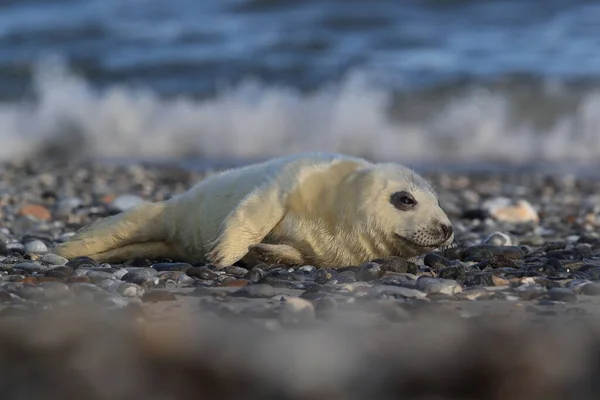 Gray Seal Halichoerus Grypus Pup Natuurlijke Habitat Helgoland Duitsland — Stockfoto