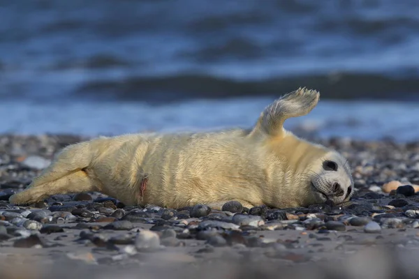 Gray Seal Halichoerus Grypus Pup Natural Habitat Helgoland Germany — Stock Photo, Image