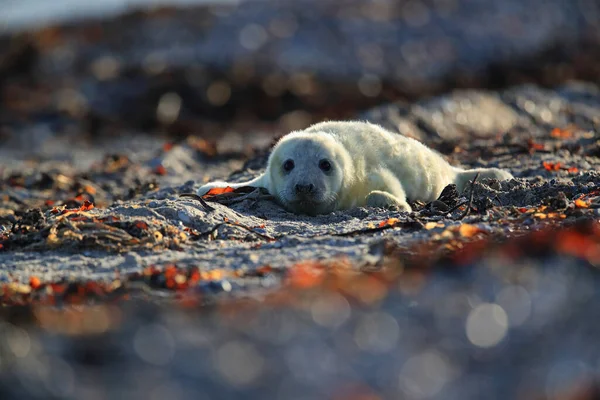 Gray Seal Halichoerus Grypus Pup Natural Habitat Helgoland Germany — Stock Photo, Image