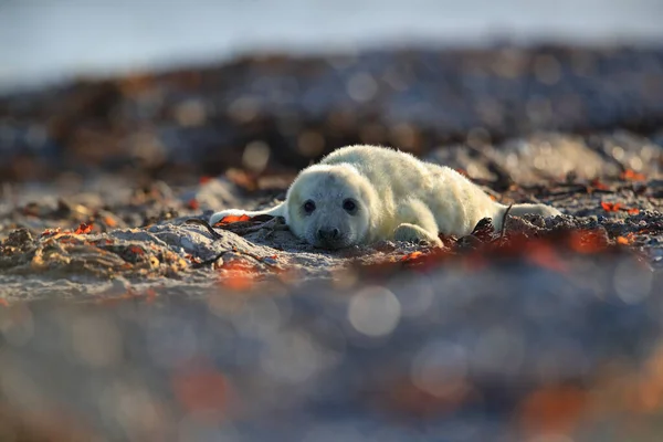 Gray Seal Halichoerus Grypus Pup Natural Habitat Helgoland Germany — Stock Photo, Image