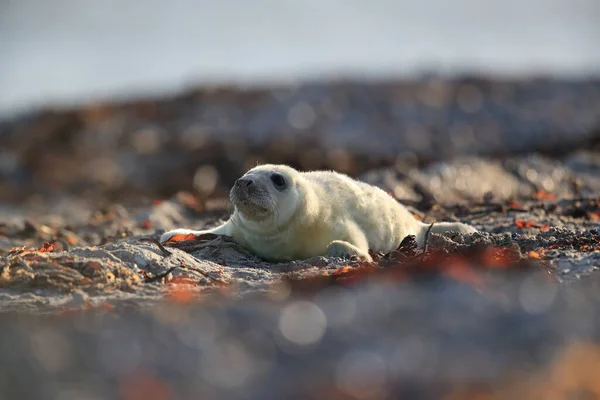 Gri Fok Halichoerus Grypus Yavrusu Doğal Yaşam Alanında Helgoland Almanya — Stok fotoğraf