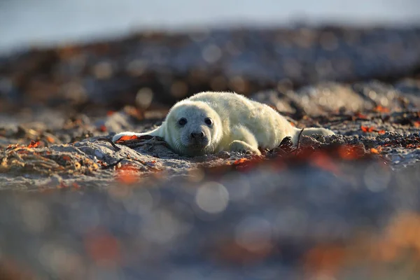 Gray Seal Halichoerus Grypus Pup Natural Habitat Helgoland Germany — Stock Photo, Image