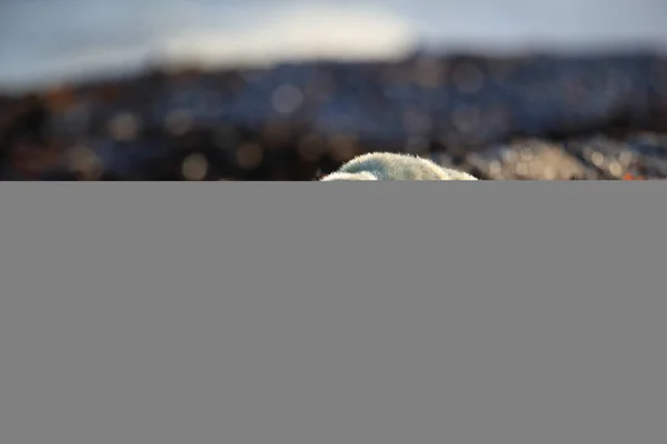 Gray Seal Halichoerus Grypus Pup Natuurlijke Habitat Helgoland Duitsland — Stockfoto