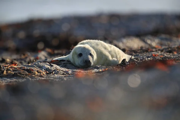 Foca Gris Halichoerus Grypus Pup Hábitat Natural Helgoland Alemania —  Fotos de Stock