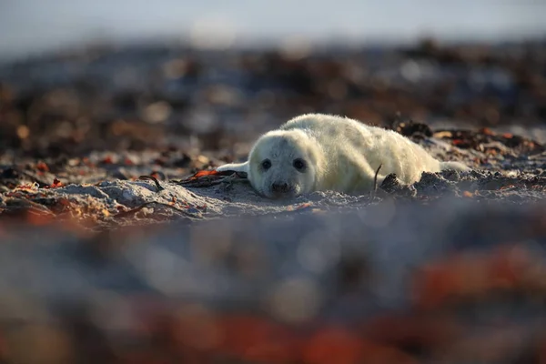 Foca Gris Halichoerus Grypus Pup Hábitat Natural Helgoland Alemania —  Fotos de Stock