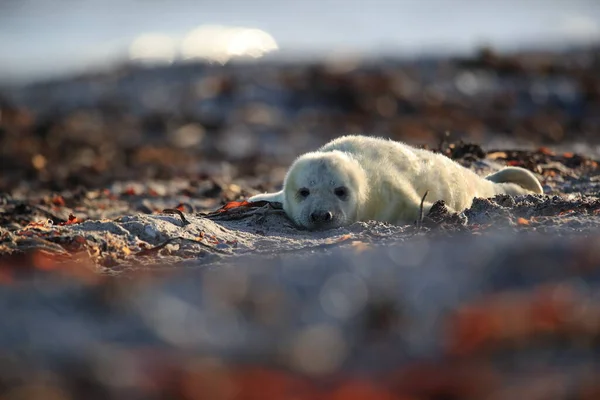 Foca Gris Halichoerus Grypus Pup Hábitat Natural Helgoland Alemania —  Fotos de Stock