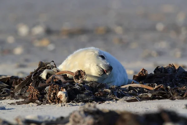 Gray Seal Halichoerus Grypus Pup Στο Φυσικό Περιβάλλον Helgoland Γερμανία — Φωτογραφία Αρχείου