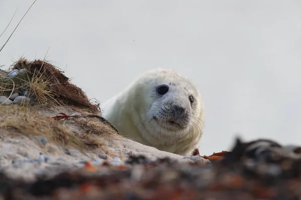 Gray Seal Halichoerus Grypus Pup Natural Habitat Helgoland Germany — Stock fotografie