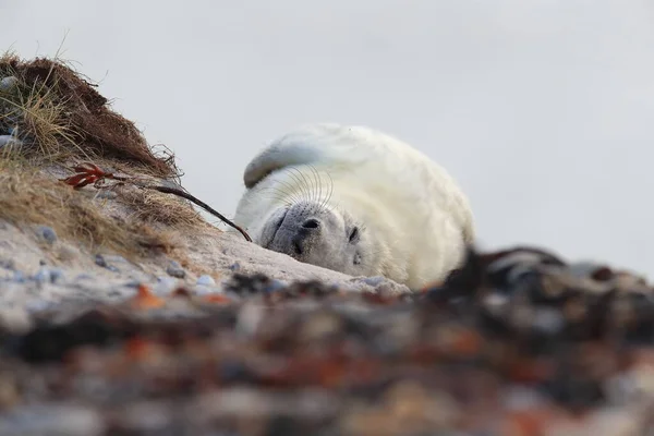 Gray Seal Halichoerus Grypus Pup Természetes Élőhelyen Helgoland Németország — Stock Fotó