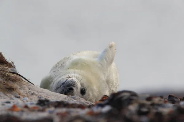 Gray Seal Halichoerus Grypus Pup Natural Habitat Helgoland Germany — Stock fotografie