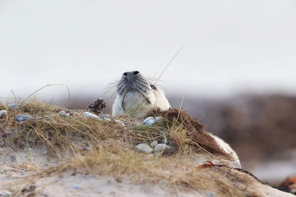 灰色のシール Halichoerus Grypus 自然生息地 ヘルゴラントドイツのポップアップ — ストック写真